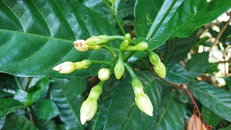 日服NSO会员新一期试玩同乐会 《两人一起！猫咪大战》